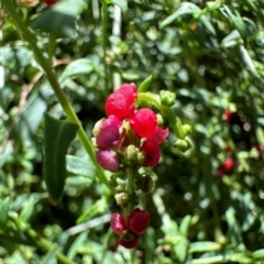 Einadia nutans (Climbing Saltbush) at Majura, ACT - 6 Dec 2023 by Pirom