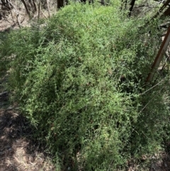 Einadia nutans at Mount Ainslie - 6 Dec 2023 01:38 PM