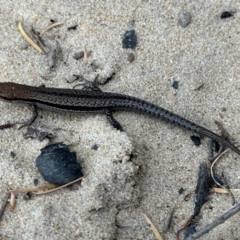 Lampropholis guichenoti (Common Garden Skink) at Nadgee, NSW - 20 Nov 2023 by Pirom