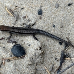 Lampropholis guichenoti (Common Garden Skink) at Nadgee Nature Reserve - 20 Nov 2023 by Pirom