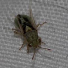 Germalus victoriae (A seed bug) at Belconnen, ACT - 4 Dec 2023 by AlisonMilton