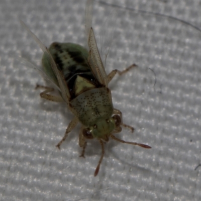 Germalus victoriae (A seed bug) at Belconnen, ACT - 4 Dec 2023 by AlisonMilton