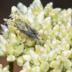 Germalus victoriae at Pinnacle NR (PIN) - 5 Dec 2023