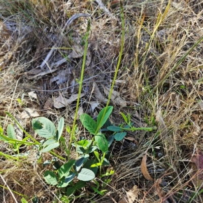 Oxytes brachypoda (Large Tick-trefoil) at The Pinnacle - 7 Dec 2023 by sangio7