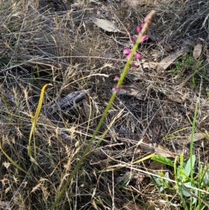 Oxytes brachypoda at The Pinnacle - 7 Dec 2023