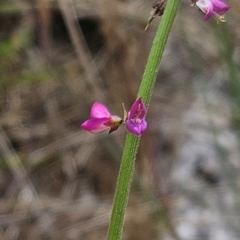 Oxytes brachypoda at The Pinnacle - 7 Dec 2023