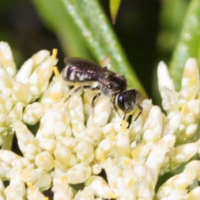 Lasioglossum (Chilalictus) sp. (genus & subgenus) (Halictid bee) at The Pinnacle - 4 Dec 2023 by AlisonMilton