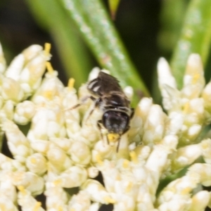 Lasioglossum (Chilalictus) sp. (genus & subgenus) at Pinnacle NR (PIN) - 5 Dec 2023