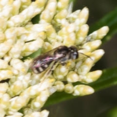 Lasioglossum (Chilalictus) sp. (genus & subgenus) at Pinnacle NR (PIN) - 5 Dec 2023