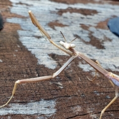 Unidentified Praying mantis (Mantodea) at Yass River, NSW - 5 Dec 2023 by SenexRugosus