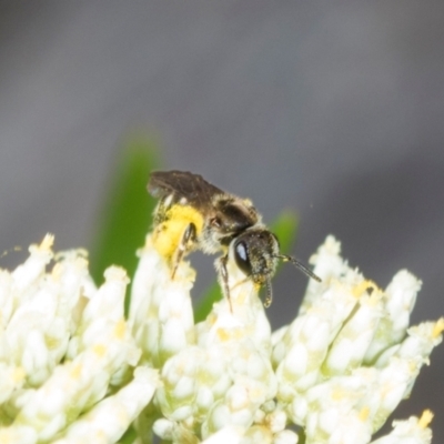 Lasioglossum (Chilalictus) sp. (genus & subgenus) (Halictid bee) at The Pinnacle - 4 Dec 2023 by AlisonMilton