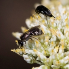 Lasioglossum (Chilalictus) sp. (genus & subgenus) at Pinnacle NR (PIN) - 5 Dec 2023 09:59 AM