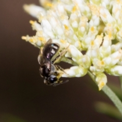 Lasioglossum (Chilalictus) sp. (genus & subgenus) at Pinnacle NR (PIN) - 5 Dec 2023