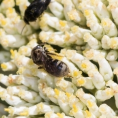 Lasioglossum (Chilalictus) sp. (genus & subgenus) at Pinnacle NR (PIN) - 5 Dec 2023