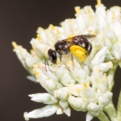 Lasioglossum (Chilalictus) sp. (genus & subgenus) at Pinnacle NR (PIN) - 5 Dec 2023