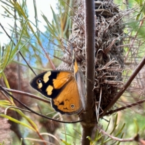 Heteronympha merope at GG182 - 5 Dec 2023 04:21 PM