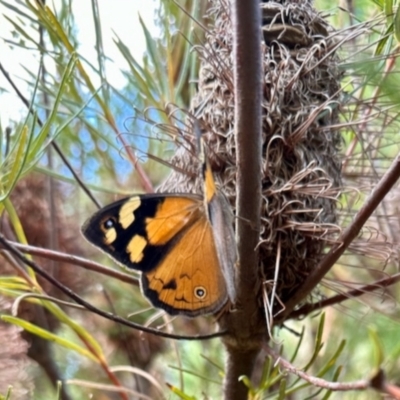 Heteronympha merope (Common Brown Butterfly) at GG182 - 5 Dec 2023 by KMcCue