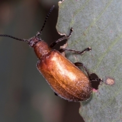 Ecnolagria grandis (Honeybrown beetle) at Hawker, ACT - 5 Dec 2023 by AlisonMilton