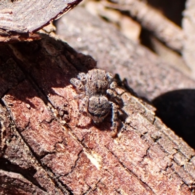 Unidentified Spider (Araneae) at Chiltern-Mt Pilot National Park - 19 Oct 2023 by CathB