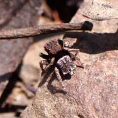 Maratus vespertilio (Bat-like peacock spider) at Chiltern, VIC - 19 Oct 2023 by CathB