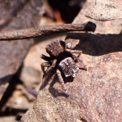 Unidentified Spider (Araneae) at Chiltern-Mt Pilot National Park - 19 Oct 2023 by CathB