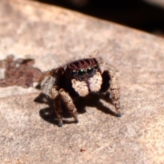 Maratus vespertilio at Chiltern, VIC - suppressed