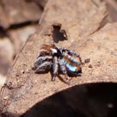 Maratus calcitrans (Kicking peacock spider) at Chiltern, VIC - 19 Oct 2023 by CathB