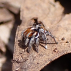 Maratus calcitrans at Chiltern, VIC - suppressed