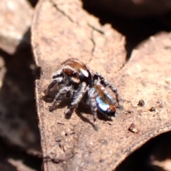Maratus calcitrans at Chiltern, VIC - suppressed
