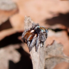 Maratus calcitrans at Chiltern, VIC - suppressed