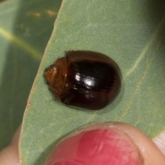 Paropsisterna cloelia (Eucalyptus variegated beetle) at Hawker, ACT - 4 Dec 2023 by AlisonMilton