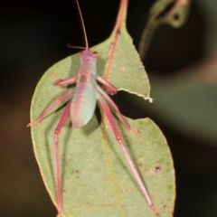 Caedicia simplex (Common Garden Katydid) at The Pinnacle - 5 Dec 2023 by AlisonMilton