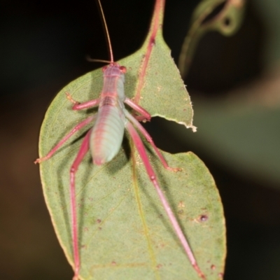 Caedicia simplex (Common Garden Katydid) at Hawker, ACT - 4 Dec 2023 by AlisonMilton