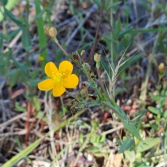 Hypericum gramineum (Small St Johns Wort) at Belconnen, ACT - 5 Dec 2023 by sangio7