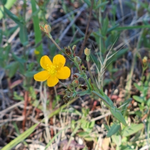 Hypericum gramineum at The Pinnacle - 6 Dec 2023 08:46 AM