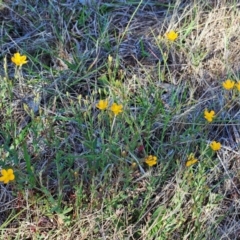 Hypericum gramineum at The Pinnacle - 6 Dec 2023 08:46 AM