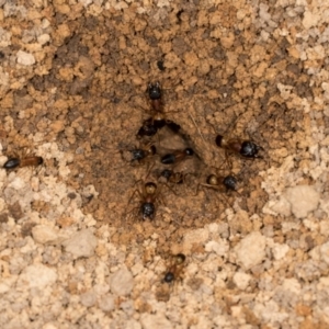 Camponotus consobrinus at The Pinnacle - 5 Dec 2023