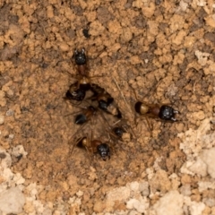 Camponotus consobrinus at The Pinnacle - 5 Dec 2023