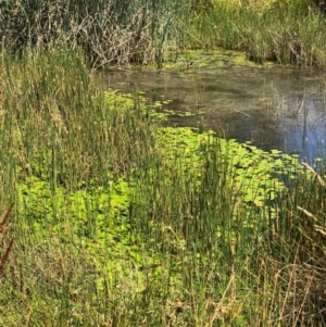 Marsilea mutica at Watson, ACT - 6 Dec 2023