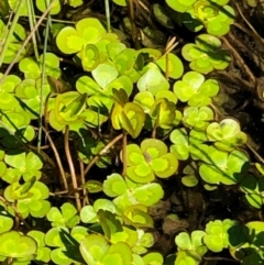 Marsilea mutica at Watson, ACT - suppressed