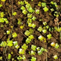 Marsilea mutica at Watson, ACT - suppressed