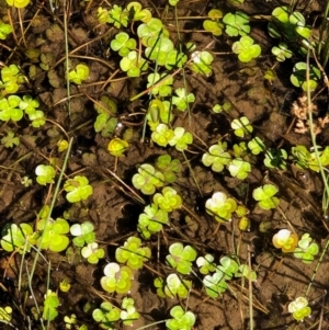 Marsilea mutica at Watson, ACT - 6 Dec 2023