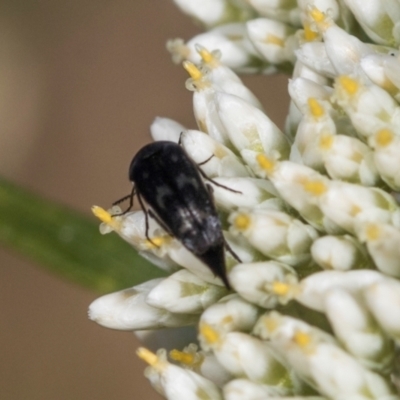 Mordella sp. (genus) (Pintail or tumbling flower beetle) at The Pinnacle - 4 Dec 2023 by AlisonMilton