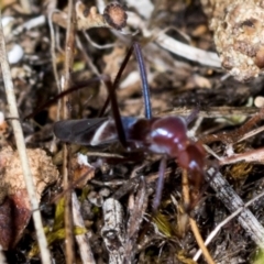 Unverified True bug (Hemiptera, Heteroptera) at The Pinnacle - 5 Dec 2023 by AlisonMilton