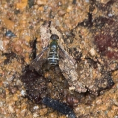 Villa sp. (genus) (Unidentified Villa bee fly) at The Pinnacle - 4 Dec 2023 by AlisonMilton