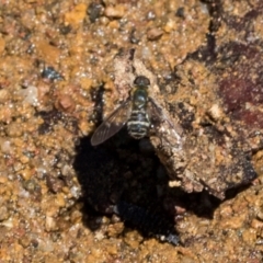 Villa sp. (genus) at The Pinnacle - 5 Dec 2023 10:34 AM