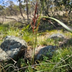 Sorghum leiocladum (Wild Sorghum) at The Pinnacle - 6 Dec 2023 by sangio7