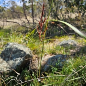 Sorghum leiocladum at The Pinnacle - 6 Dec 2023