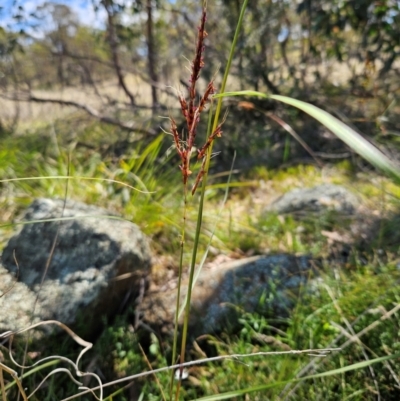 Sorghum leiocladum (Wild Sorghum) at The Pinnacle - 6 Dec 2023 by sangio7