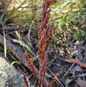 Sorghum leiocladum at The Pinnacle - 6 Dec 2023